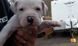 We have pure bred American Bulldog Puppies! They were born 12-26 and will be 6wks feb 6. We own both Parents. There dew claws have been removed. They aren't papered but are pure bred. We have 6 females and 3 males still avaiable . These pups will make