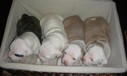 i have 4 very cute little American Bulldog pups(all girls) that will be ready to go to new homes at the end of January. The mom and dad are family pets of ours and this is their first litter. Mom has papers Dad does not , both are good looking Bulldogs