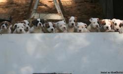 Healthy Purebred American Bulldog Puppies. THESE ARE NOT PIT-BULLS!!! 100% Legal anywhere in the US. Born August 17th, 2010, litter of 13 (9 females, 4 males). Both parents of litter are very calm, smart, laid-back dogs. Both parents are NKC registered