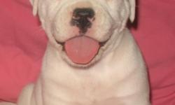 9 weeks old adorable American Bulldog puppies. They have a lovely temperament and have been brought up in a loving home. Both parents are on premises. Vaccinated and dewormed. $400.00.
E-mail pawsnjaws@att.net
Se habla EspaÃ±ol.
