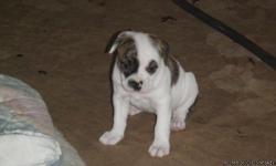 2 Females and 1 male american bulldog puppies are ready for their new loving homes just in time for christmas. ACA & CKC registered, parents on premise. De-wormed, up to date on shots, Healthy, Happy, playful and loving. Please call 843-368-0993 for more