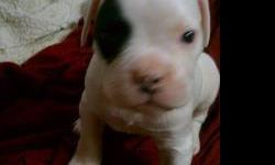 American bulldog puppies for sale. NKC registered, current shots, dewormed. Great colors. Can expect stout muscular frames and bully heads. Parents have had no health issues EVER; not so much as allergies. Going to be great looking dogs! Call or text --