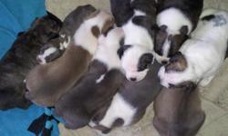 American buldogs 5 weeks as of 11/26/12 three with rare colors come for yourself im asking for 450 but come talk and ill make a deal the mother and father are both well behaving dog
