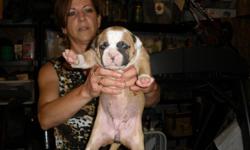 AMERICAN BULLDOG PUPS. Big Boned, Brawny, Muscular Champion bred Johnson bulldog pups. King Mufassa top and bottom. You will not find a better specimen of a bulldog for this price. The sire of the pups was shown one time and took first place. He is out of