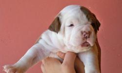 American Bulldog Puppies Available
Johnson Bloodline/ Bully type
1st shot & dewormed
1 yr guarantee ( Health)
See our website for more information
WWW.BADAZZBULLIES.NET
Located in Tucson, Az
Shipping Available
520-790-7032
