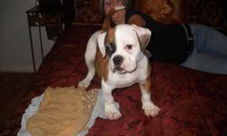 Arf(animal research foundation) registered american bulldog puppy for sale.100% johnson bloodlines male pup 12 weeks on 11/21/2012.Beautiful red fawn and white with huge bone structure.Mom is an elrod 01 and sugar tuffie 201 daughter and dad is a