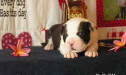 Puppies out of a son of "Hammer", ABA registered, Mainland bred, www.qabc.info 929-9009