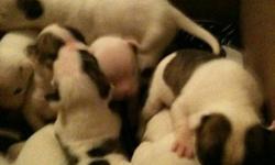 NKC registered champion bloodlines females available. Males solid white females white with distinctive brindle patches and markings. We have 2 females. Very beautiful must see litter. Parents have excellent temperaments. These pups will make great family