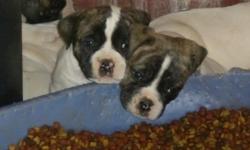 Johnson type American Bulldog pups. 12 weeks old and ready to go. Both parents are on site. Good solid stocky pups, with some incredible markings. Father is German bloodlines, Schutzhund certified, has both Matrix and King Mufasa in his pedigree. Mother
