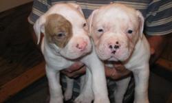 NKC REGISTERED AMERICAN BULLDOGS FIVE WEEKS OLD. ONE FEMALE & FOUR MALES.JOHNSON BLOODLINE. WILL HAVE FIRST SHOTS & WORMED. READY FOR NEW HOME JUNE 17, 2010. CONTACT 979-733-6182 OR 979-732-0635
