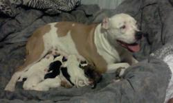 2 females (brindle and white) (tri-colored)4 males(white) They will be ready to go on 07/18/2011. Serious inquiries only