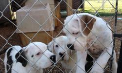 NKC American Bulldog Puppies. 16 wks males and females $250 to $400. Have had 3 sets of shots, dewormed and are on advantage flea control. Come with NKC registration papers. Located 45 min. South of Atlanta. Call or text 940-691-1172 or 940-691-1172