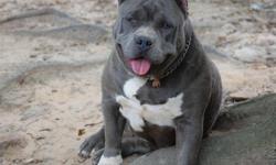 BLUE RAZORSEDGE / GOTTI FEMALE ( POCKET PIT)
11 MTHS, 65 LBS, 15 INCHES TALL .
WELL SOCIALIZED, GREAT WITH KIDS AND OTHER DOGS.
GREAT PRICE. DOWNSIZING KENNEL .