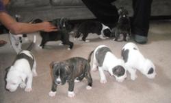 I have 8 puppies, 4 boys, 4 girls ready to go home by Jan. 25th. The puppies will have there first shot, ready to go to a loving home. Please call me at 405-239-6081 or 405-239-6081.