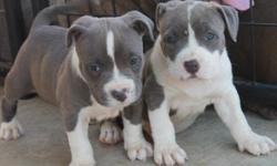 i have 3 female puppies..2 are blu& and1 brindle..they are 12 wks old and have shots and dewormed..they are abkc registered..im asking $500 but without the papers..razors edge bloodline..parents are jojo&showstopper..u can check out the mom at