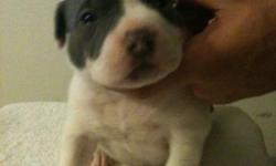We have 3 available American Bully/American Pit Bull Terrier puppies for sale. There are 2 males and 1 female they will be dewormed twice and recieve their first set of shots before being ready to go to new homes at 8 weeks(6/30/2011). These puppies will