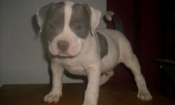 We have 3 available American Bully/American Pit Bull Terrier puppies for sale. There are 2 males and 1 female they will be dewormed twice and receive their first set of shots before being ready to go to new homes at 8 weeks(6/30/2011). These puppies will
