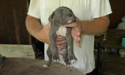 American Pit Bull Puppies. 8 weeks old. Raised in the country.
7 females, dark blue, fawn, & black. 3 males, fawn. In pictures
are blue female, 2 black females, & 2 males.