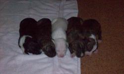 American Pit Bull Puppies will be 6 wks on the 31st and ready for new homes. Have all shots and dewormed, need good permanent homes. For more ifo call 336-291-3808 NO FIGHTING NO EXCEPTIONS!!!!! We can not afford to keep and feed all of them, plus our