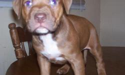 ADBA rednose pup 1 male 2 months 2nd shots wormed see realpitsnobull for more info cll 336-549-4765.
SIRE - white WOOTEN'S "BIG BLOCK" son TOP!
grandson of DIAL'S "KYLIE off of GRCH HARGROVES RUFUS BOTTOM!
DAM-Chocolate BRANTLEY "CH " B.L.K. COWBOY BLOOD