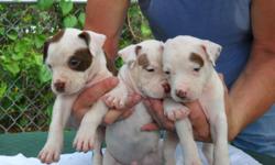 males/females red and blue nose. 5 weeks old taking deposit call 813-763-2244 or 813-763-2487 for more information