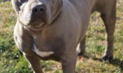 6 females 5 males American pit bull terrier puppies for sale, born on 08-24-2012. Puppies are Razors Edge/Watchdog bloodline, Pure blue nose, all solid blues. Puppies comes with ADBA registered papers and 1st set of shots. Puppies are expected to go to