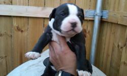 I have 4 males and 1 female. I am taking $100 deposit to reserve your pick of the litter. Sire is a compact 17 inches tall and 58lbs with a 23 inch head, blue in color. He is ADBA registered. His pedigree is stacked with Razor's Edge, De la Cruz,