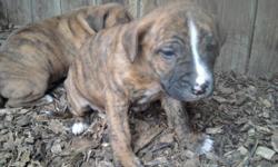 9 wks. Old. Brindle Farm raised pups. Ready to go! Serious inquiries only Please!!! Call (515)822-0602 1 male, 1 female left.