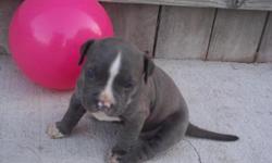 4 males and 1 female all Blue/Brindle born on 7-15-12. Pups will be available on 9-1-12 and 1st set of shots will be given to pups. Sire is "PR" UKC registered. Dam not registered but she is full blood Pitbull Terrier Blue. Pups will be short and correct