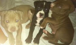 9 Beautiful American Pitbull Terriers. They are 7 weeks old. I have 4 females. All the females are black. There are 5 males 2 Black 2 Blue 1 Red. All healthy happy puppies. All puppies have first year shots