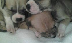9 week old puppies looking for a loving home. () -