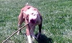 Rowdy is a one year old American Staffordshire Terrier. He was an owner surrender, because he was too rough for the family's toddlers.
He is very sweet, and gets along well with all but very small dogs, because he doesn't know how to play with them. A