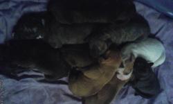 8 puppies for sale. 4 brindles,(2 males 2 females)&nbsp;and 4 fawns, (2 males and 2 females). serious inquires only please.
Puppies are ready to go on christmas eve or December 20th. Will have their first shots and dewormed. Call --.