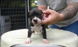 TWO AMERICAN STAFFORDSHIRE TERRIER GIRLS. AS OF 7/6/2011 THEY WERE 5 WEEKS OLD. IF INTERESTED PLEASE CALL 808-841-2802. NO CALLS AFTER 7:30 PM PLEASE.