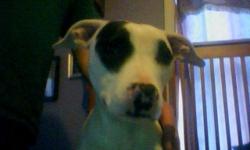 female 10 month old spayed pitbull has all of her shots...to good home only!!! She looks like Petey off the little rascals!!!