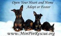 IMPS Min Pin Rescue has helped save over 13,000 Miniature Pinschers since it was formed in 1998. We are looking to expand the number of foster homes we have so we will be able to help more Miniature Pinschers find great homes. Miniature Pinschers often do