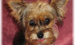 Personality Plus! Annie is just 2 pounds 12 ounces at 15 weeks. Confident and outgoing, but not a vocal girl. Her mom is a 5 pound apricot Tiny Toy Poodle and dad is a 4 pound Yorkie. Annie loves everyone. So tiny, but Annie will bound right into your
