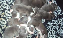 I have 11 APBR BLUE Pit Bull Puppies. &nbsp;7 females and 4 males. &nbsp;Mom, dad, and pup from first litter on site. &nbsp;Taking deposits. &nbsp;Should be ready around January 7, 2013. &nbsp;-- Lexington, KY