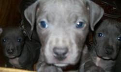 Blue Pit Bull Puppies 4 males, 1 female. Mother on site pictures of sire and mother and sires parents. Mother APBR registered, and sire is APBR and UKC registered as well. Fathers parents UKC registered also. Some puppies have blue toe nails. Puppies come