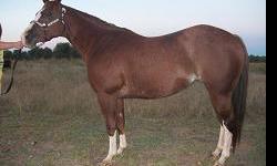 MISS HOT SOCKS (Diva) is a 11 year old APHA breeding stock mare with 4 stockings and a blaze with a belly spot. Diva stands 14.2 hands and weighs about 1,000 #. She was started on cattle as a three year old and is very cowy. She was used as a heeling