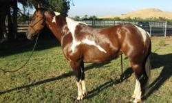 This 2002 bay tobiano mare has had training but has taken two years off for breeding purposes. She has foaled without problems and has thrown color. This mare shows potential with sensitivity to cues and has big moves. She loads, ties, bathes, and stands