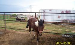 Two yr old stud colt. Has been started and is riding. Some Easy Jet bloodline and some Calico Quannah bloodline. Some Doc Bar. Nice conformation. Colored bay and white and some black. If intereste conyact Anna @ 561-483-4123.