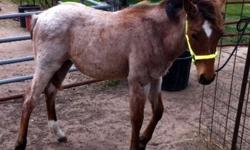 APHA yearling colt. Speck is a red roan APHA registered colt. He has not been gelded yet. He will be a year old in May 2011. Very sweet, gentle, no kick, no bite and leads well. Has feet done regualrly by ferrier with no problem. Would be willing to trade