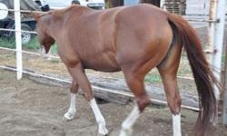 7 Year old overo paint mare. This mare is green broke, been used as a brood mare for the past three years. She is currently bred to KC Rerun who is an APHA Tobiano who was a money winner in NRHA. She is a daughter of Tenina's First (son of Smart Little