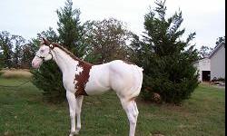 -Awesome Jose Cuervo (JOSE) is x Awesome Mr Conclusion and out of of Peekaboo Prophet x Obvious Conclusion . He was foaled on Febuary 13 2010 and already stands 14.1 hands and weighs 750 #. His sire Awesome Mr. Conclusion was number 3 on APHA leading sire