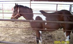 Two yr old stud colt. Has been started and is riding. Some Easy Jet bloodline and some Calico Quannah bloodline. Some Doc Bar. Nice conformation. Colored bay and white and some black.