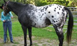 WAP SPOT BRED 16 HANDS RIDDEN ENGLISH AND WESTERN
BLACK WITH LARGE BLANKET WITH SPOTS AND BLAZE AND TWO HIND SOCKS SON OF WAP SPOTTED
OUT OF WAP SPOT 2
REGISTERED WITH THE APPALOOSA HORSE CLUB AND THE APPALOOSA SPORT HORSE ASSOCIATION
BORN APRIL 1, 2000
