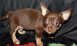 Pretty T-Cup Nice;Must See!!! Pup's Weight (8-ozs);(8) -Weeks Old;Pedigree Papers;Up To Date Shots And Deworming;Microchip With Pup's ID;Florida Health Certificate; Florida Health Certificate; All Colors; (3) Free Vet Visit;Private Breeder;Very