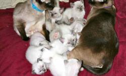 Born on July 1st >4 kittens 6 kittens< these kittens will be ready for new homes on August 27th and September 5th respectively. They are purebred traditional Siamese kittens. The litter is CFA registered. They are hand raised and have the run of house.