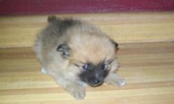 HERE IS AN APR MALE POMERANIAN. &nbsp;HE IS 8 WEEKS OLD. HAS HAD HIS FIRST SHOT